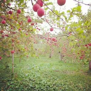 「果樹園 白雲」のりんご畑がとってもステキだった
